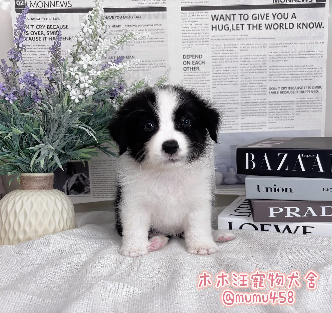 邊境牧羊犬(黑白色)