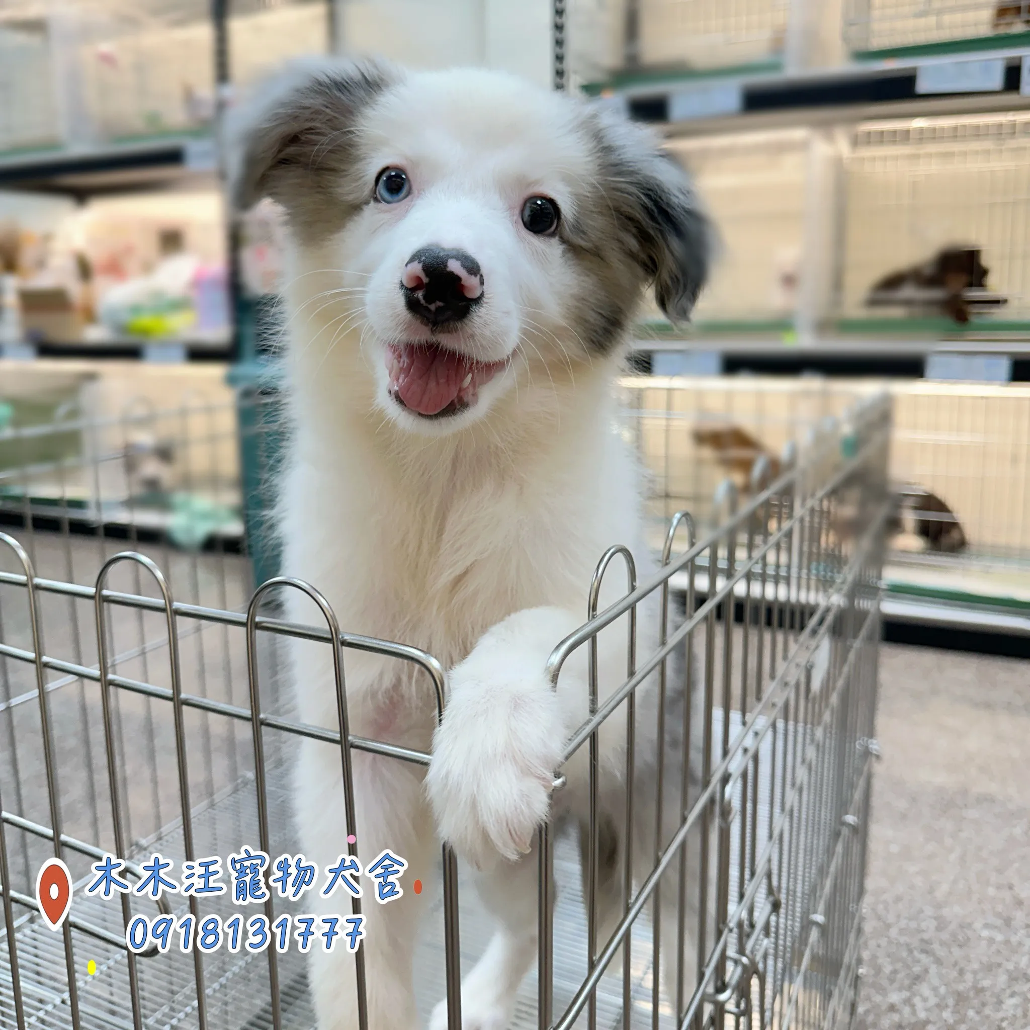 邊境牧羊犬(隕石色)