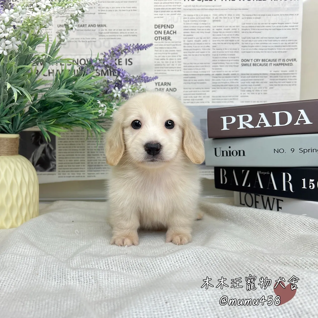 長毛臘腸(奶油色)