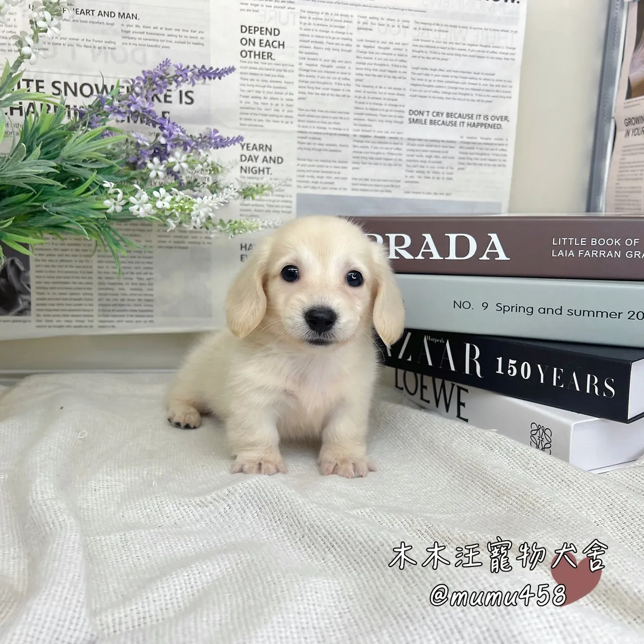 長毛臘腸(奶油色)