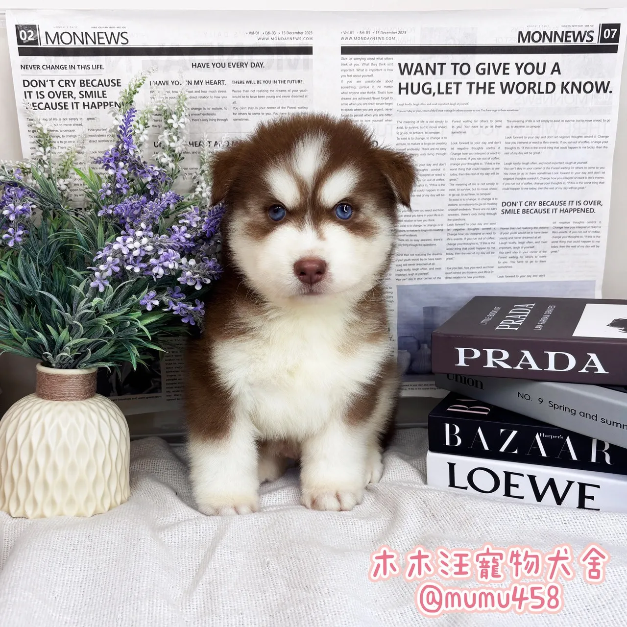 西伯利亞哈士奇(紅白)