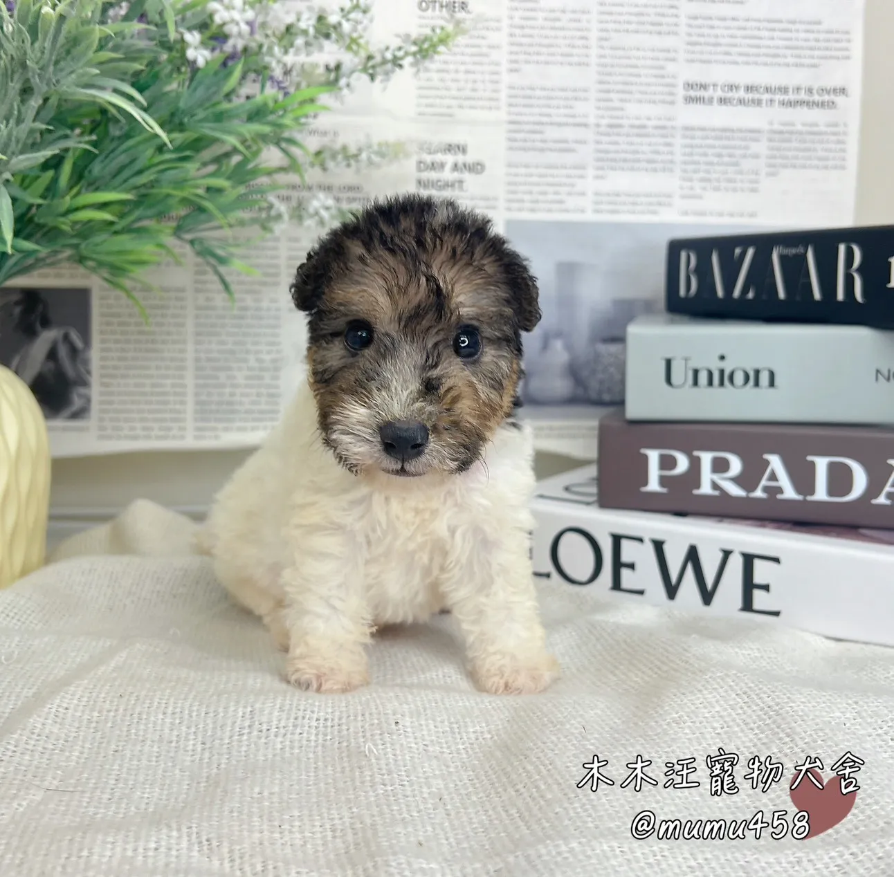 剛毛獵狐梗(懷亞鐵利亞)