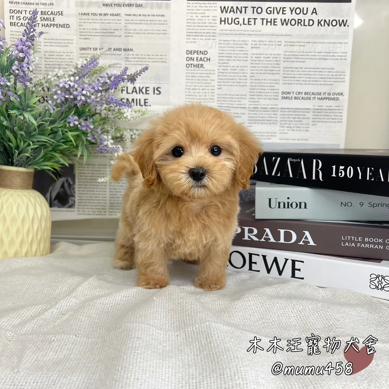 瑪爾泰迪(奶油)