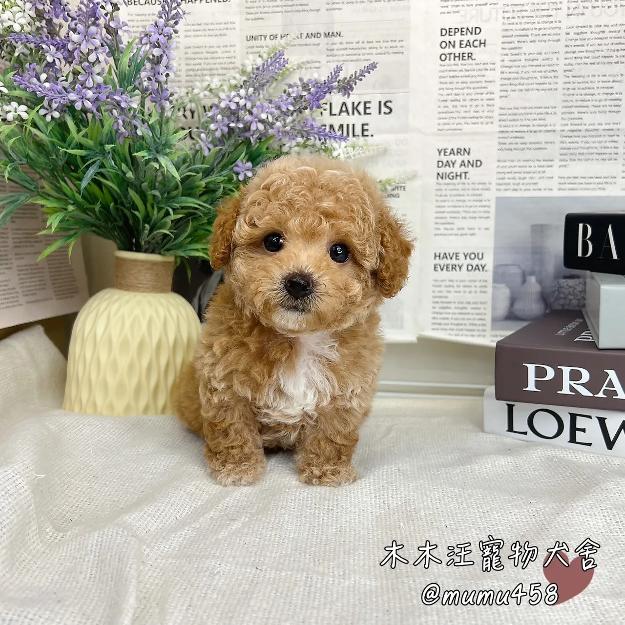 瑪爾泰迪(奶油白花)