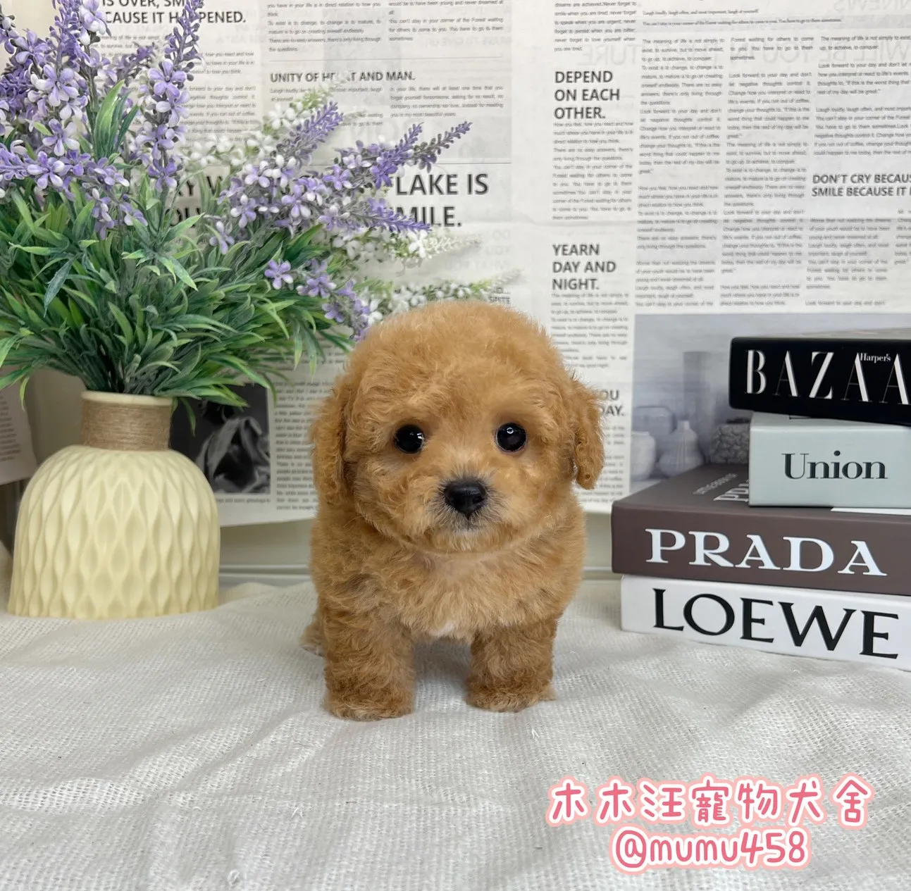 瑪爾泰迪(奶油)