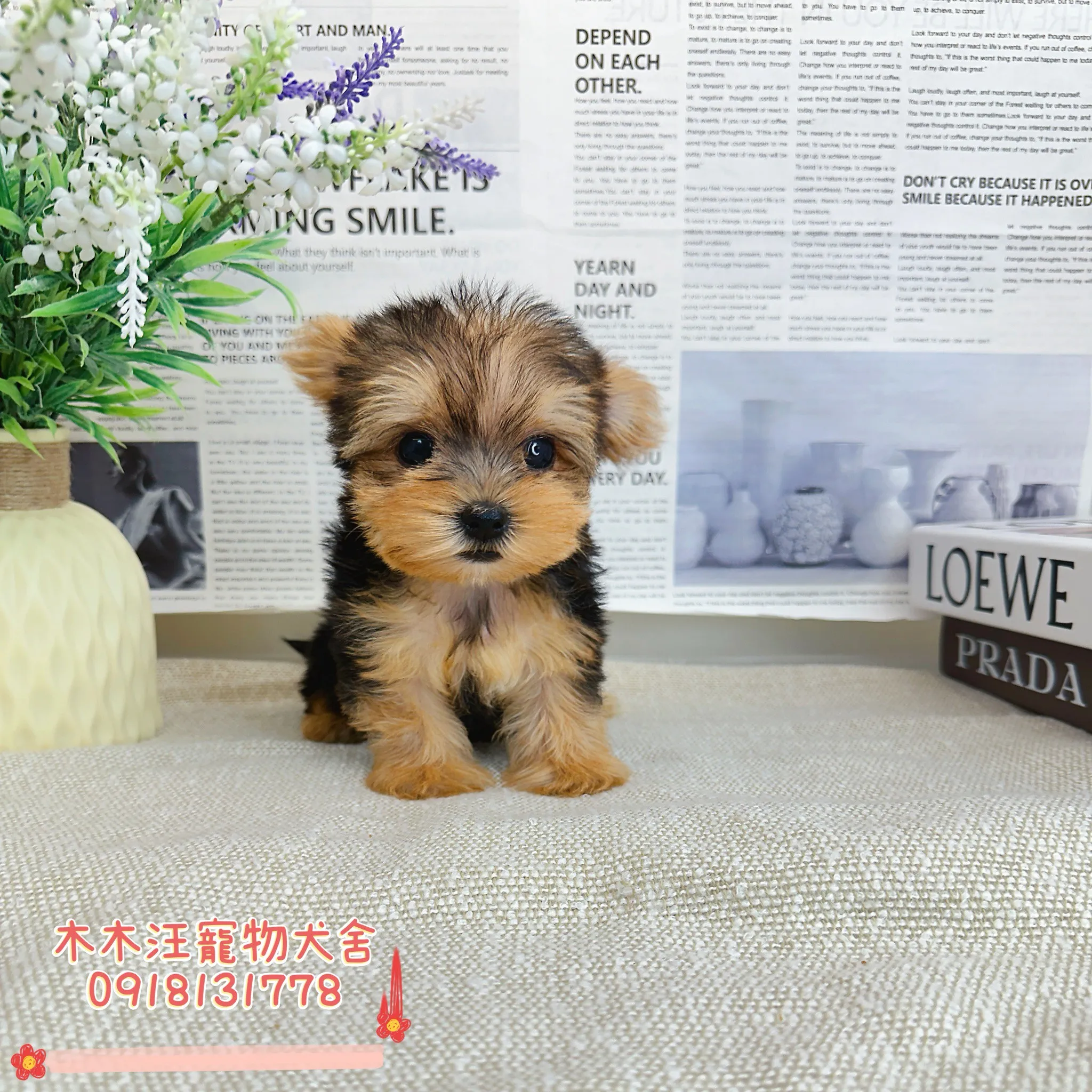 約克夏(金頭銀背)