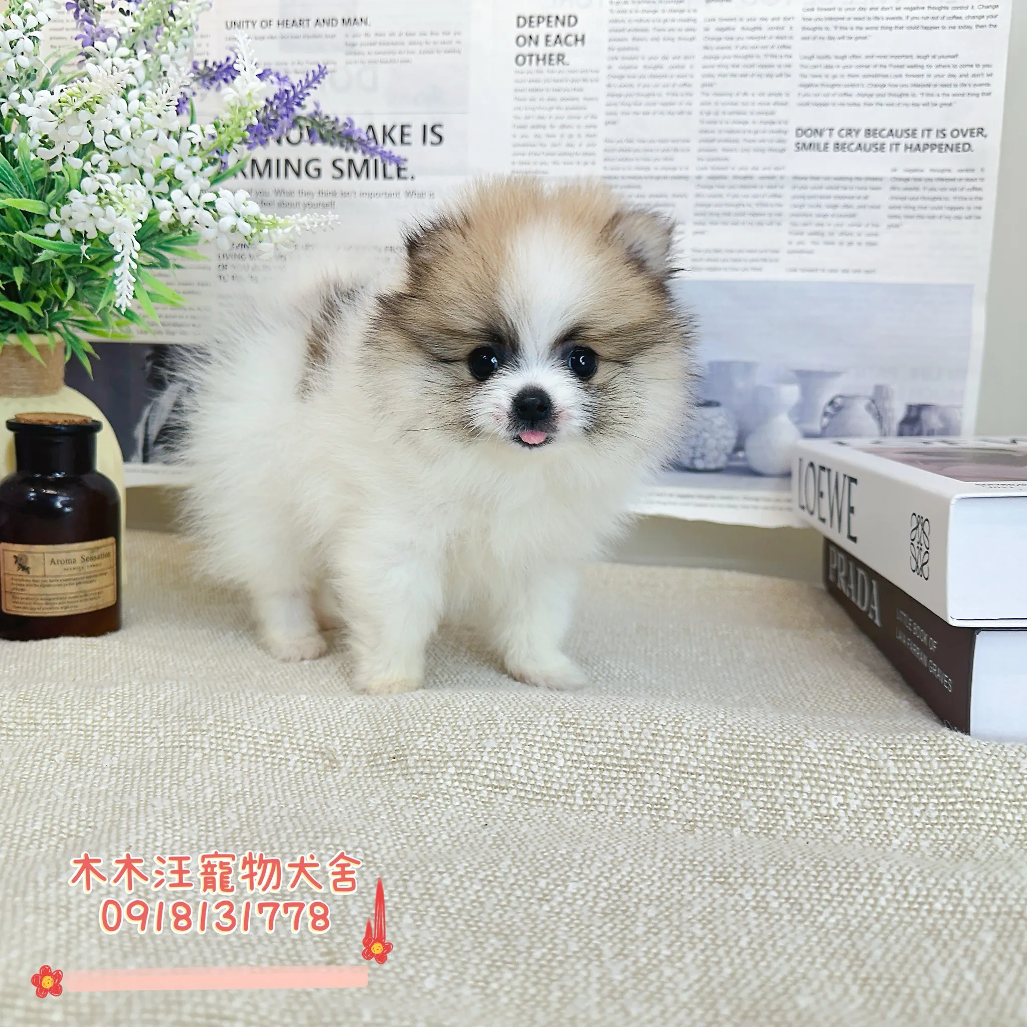 松鼠奶油花博美