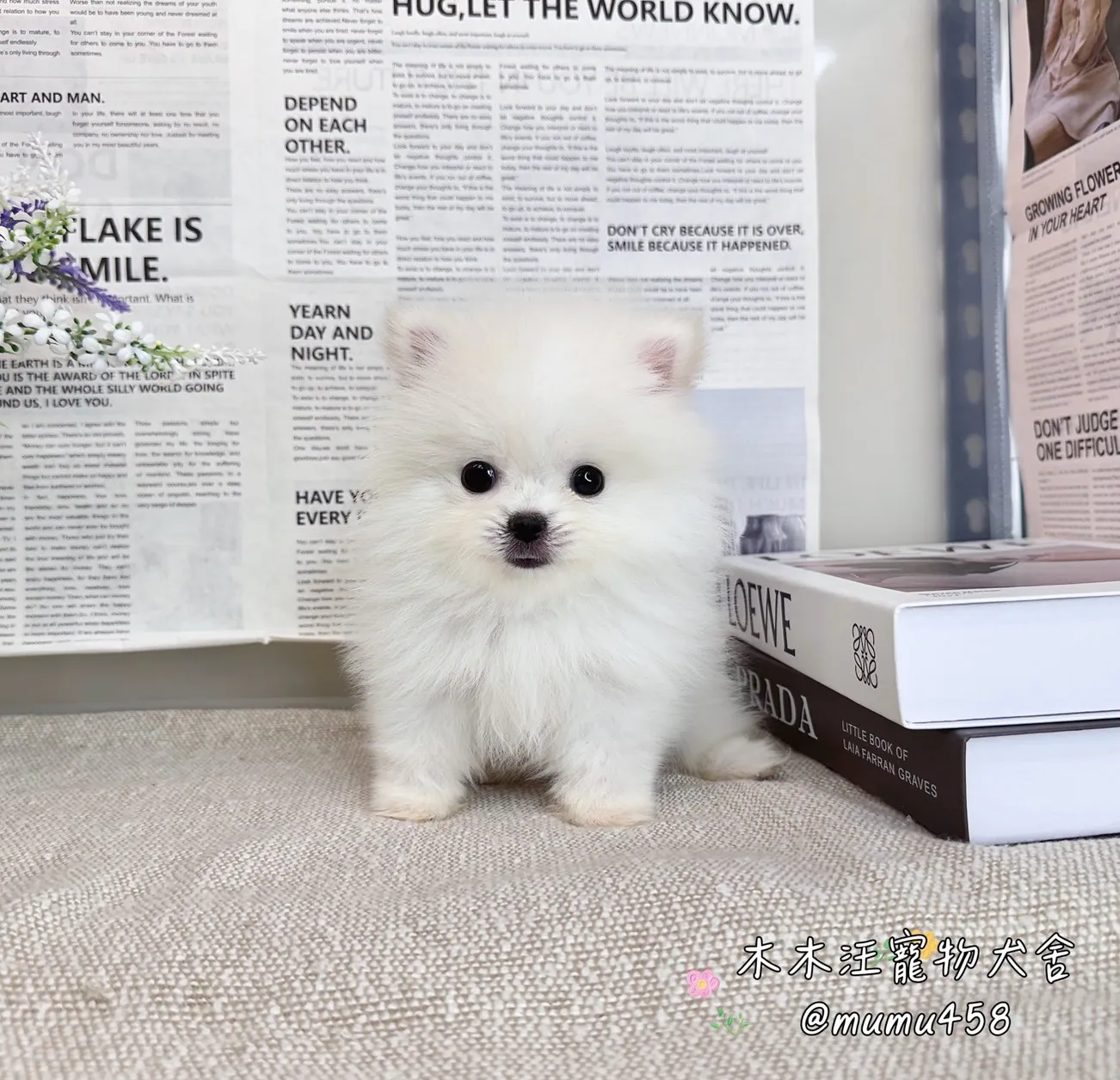 松鼠博美(白色)