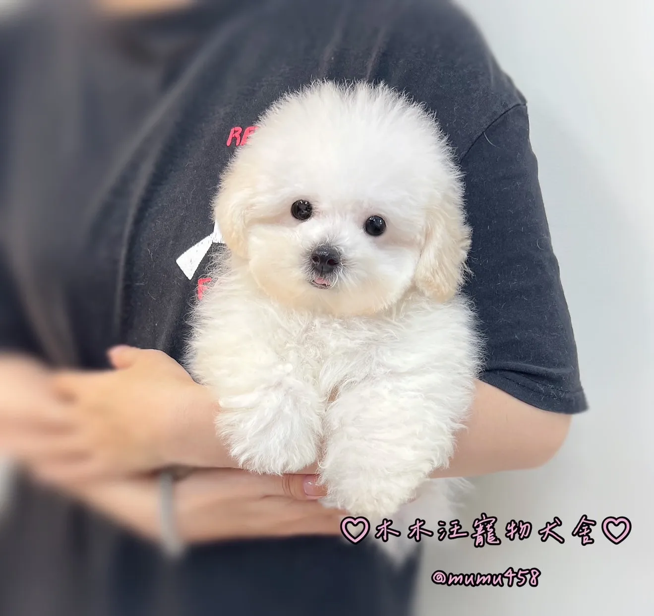 05 比熊犬(白色)