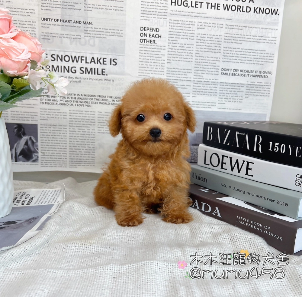 貴賓犬(奶油紅色)