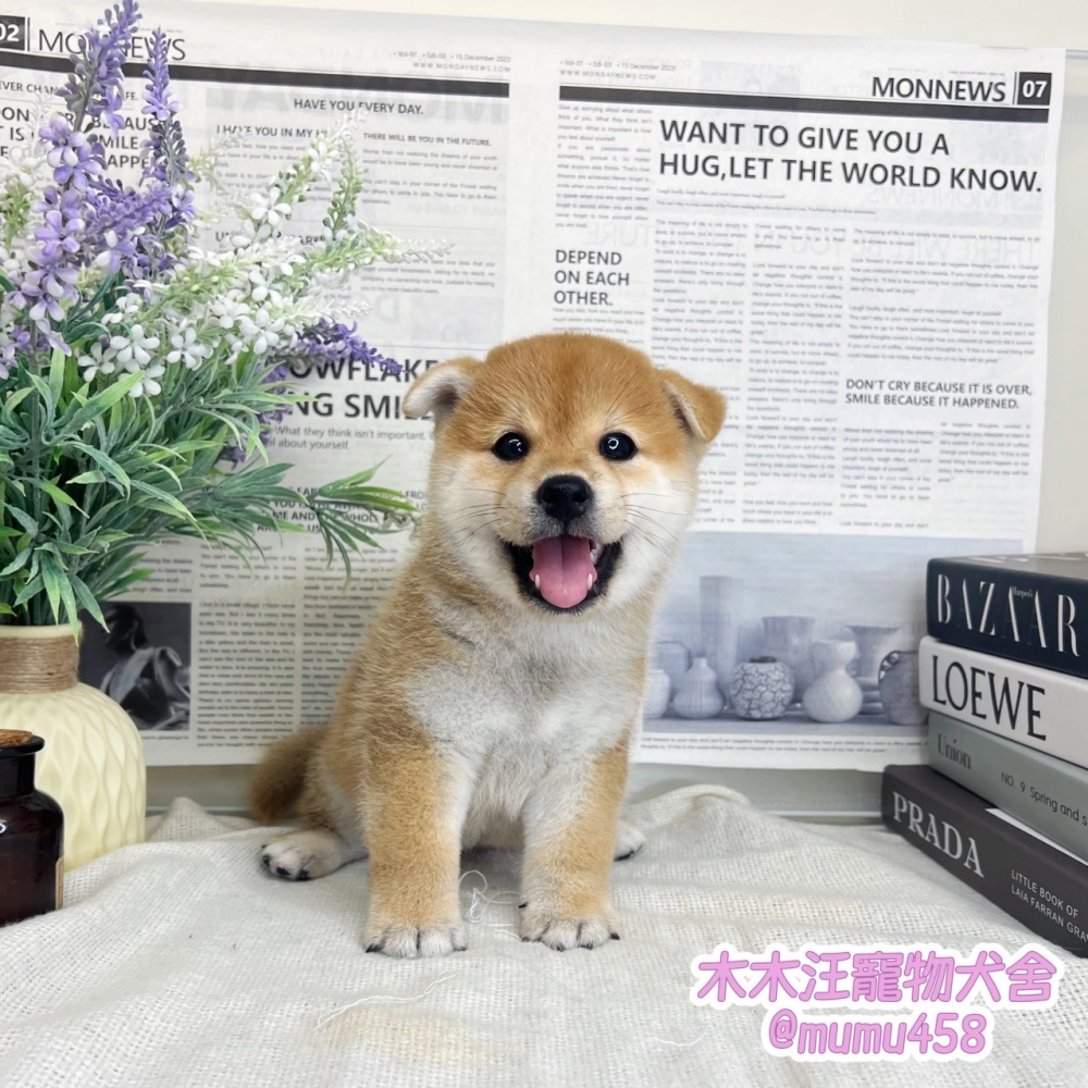 柴犬(赤色)