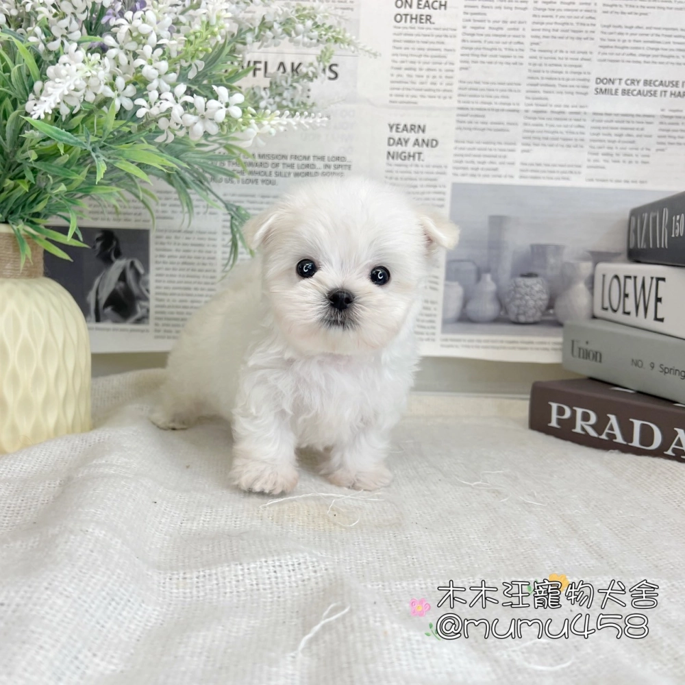 迷你型瑪爾濟斯