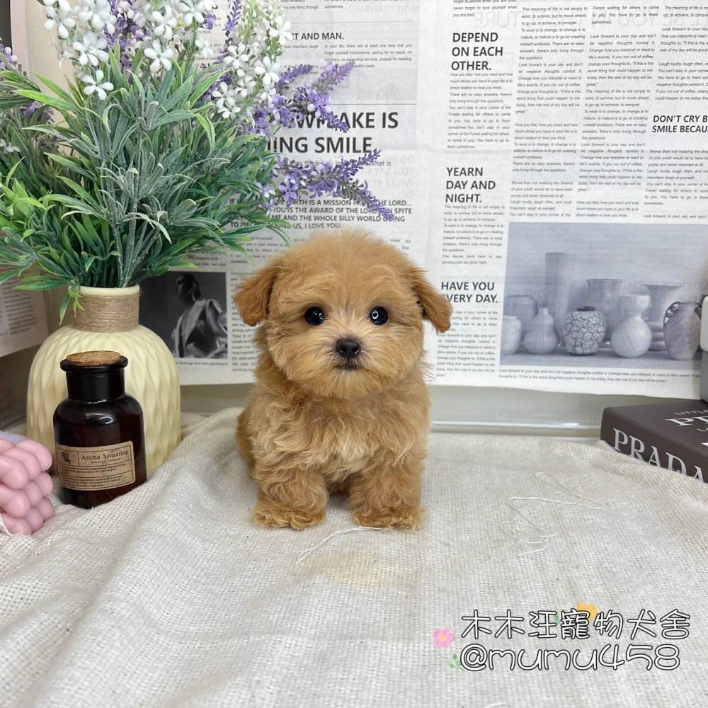 瑪爾泰迪(奶油)