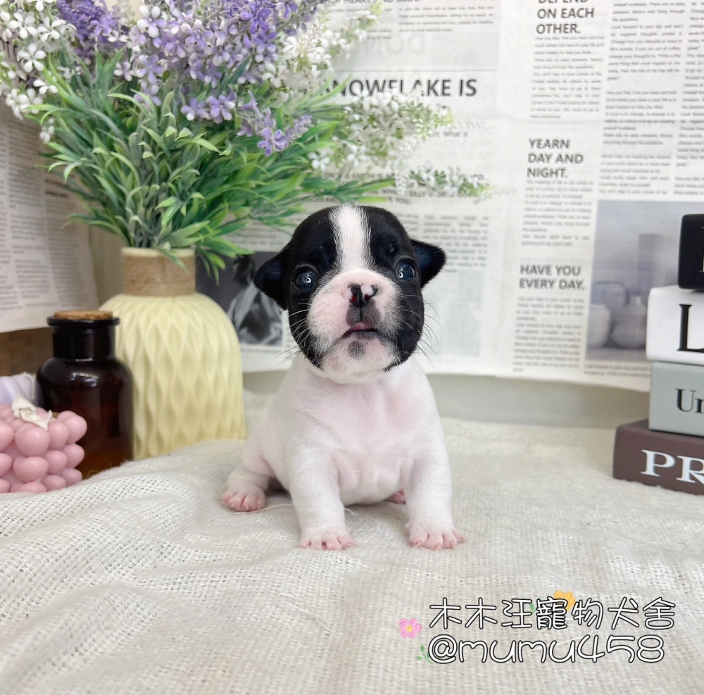 法國鬥牛犬(乳牛色)
