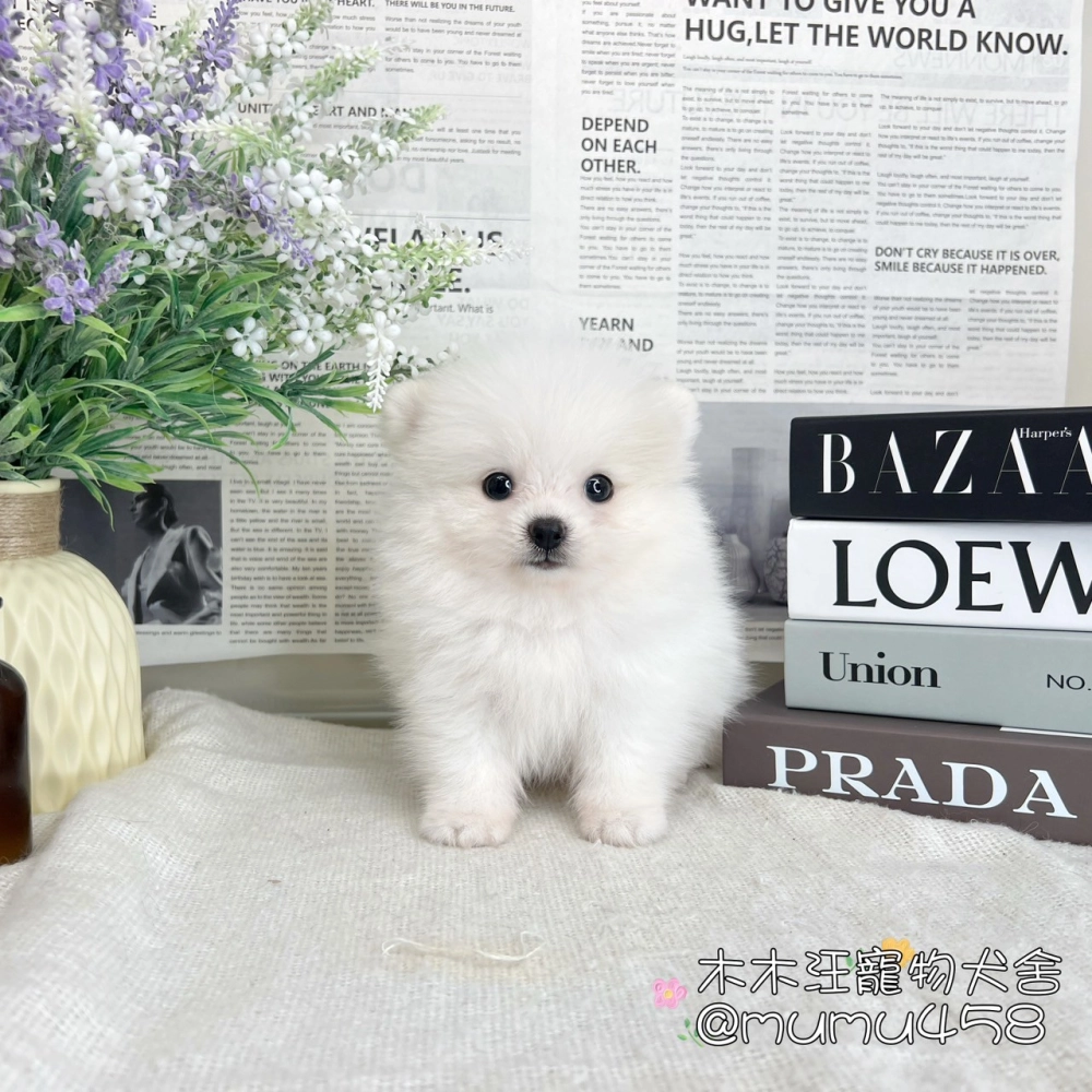 松鼠博美(白色)