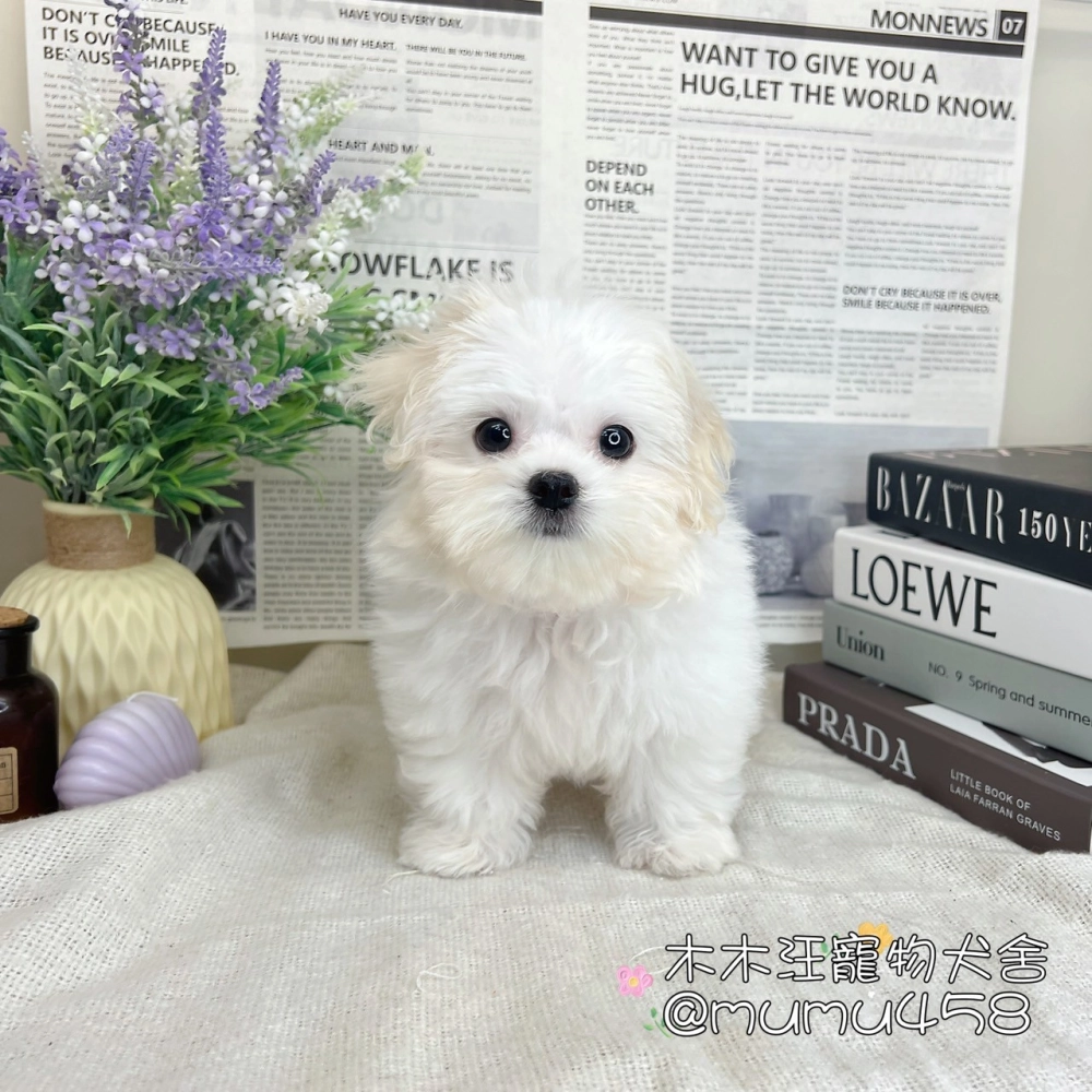 瑪爾濟斯
