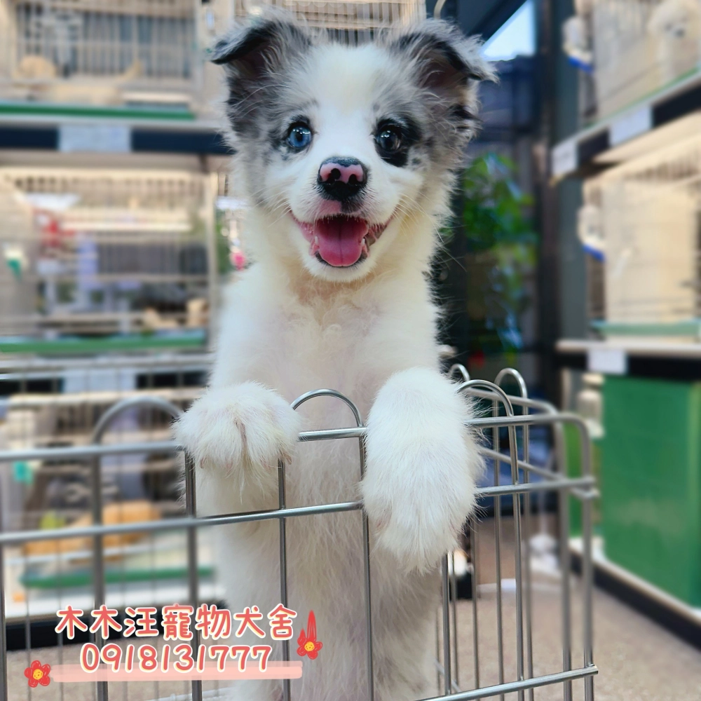 邊境牧羊犬(隕石色)