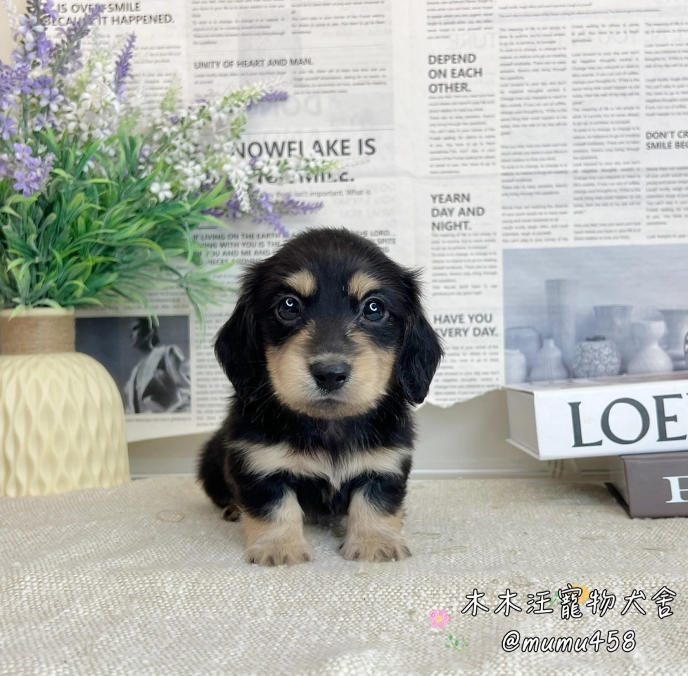 長毛臘腸(黑奶)