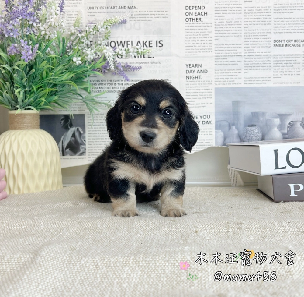 長毛臘腸(黑奶)