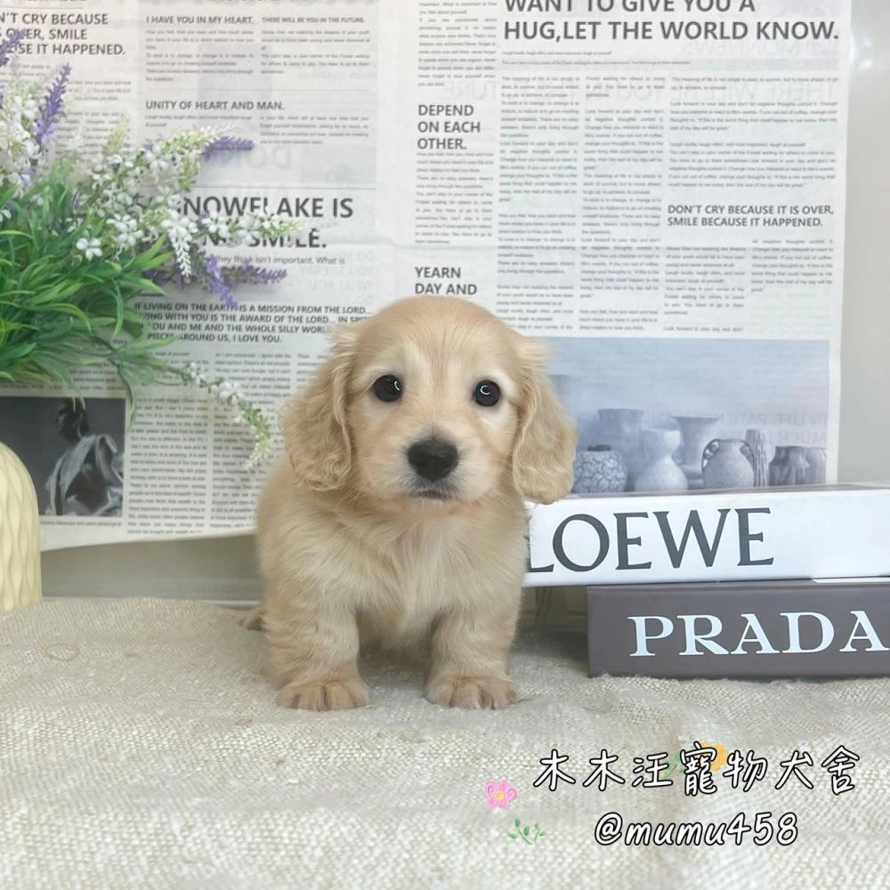 長毛臘腸(奶油色)