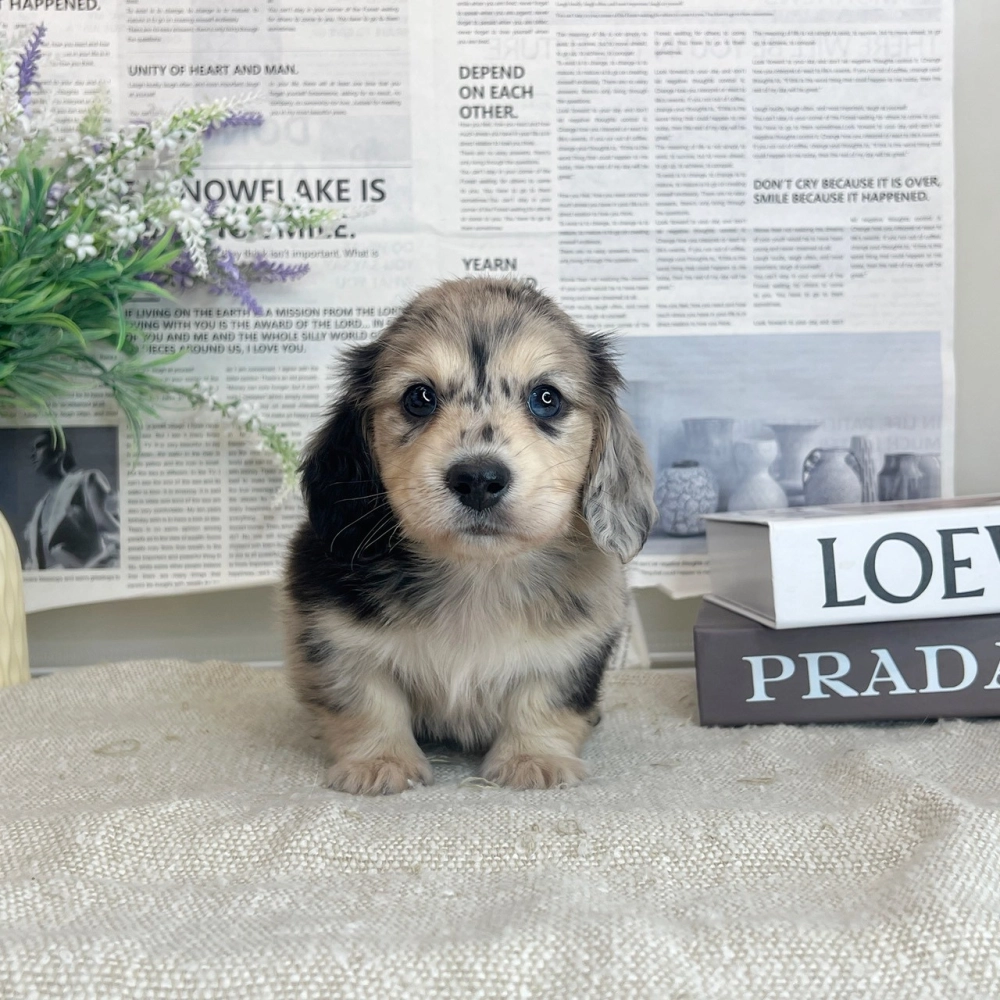 長毛臘腸(黑大理石)