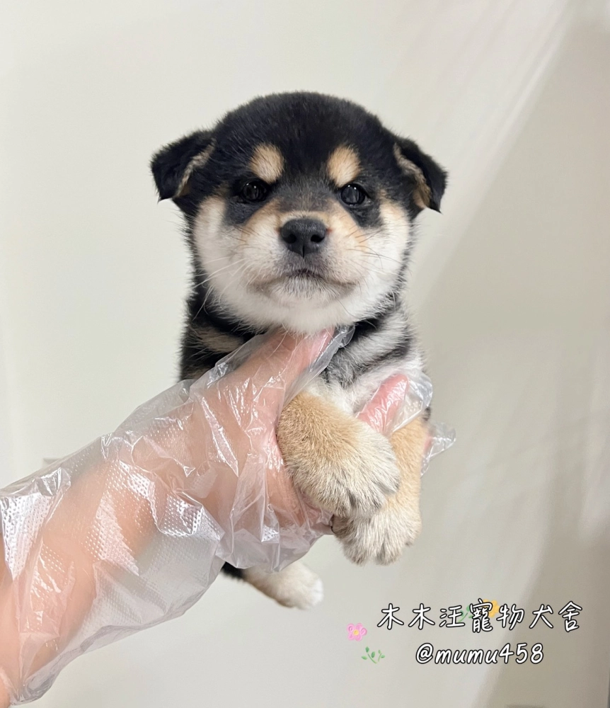 柴犬(黑色)