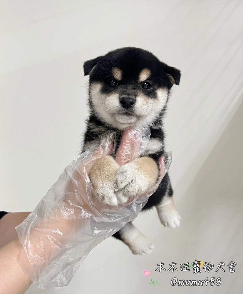 柴犬(黑色)