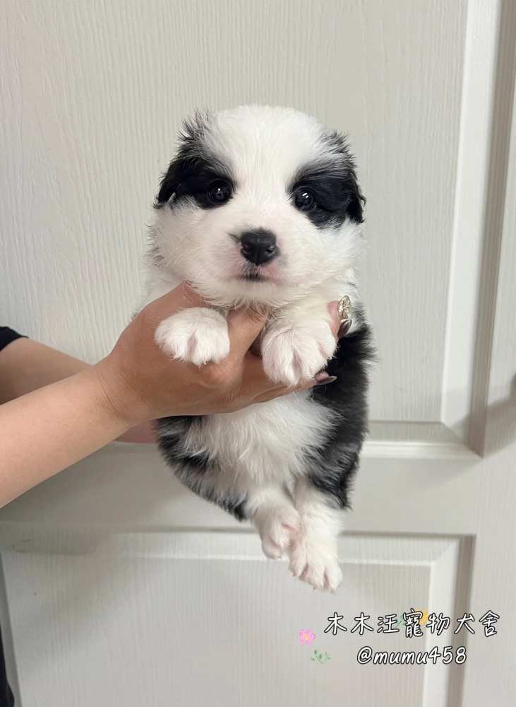 邊境牧羊犬(黑白色)