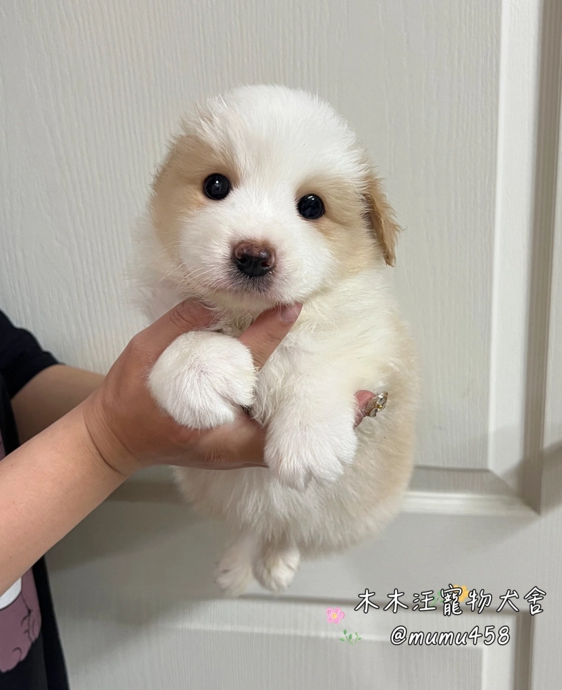 邊境牧羊犬(黃白色)