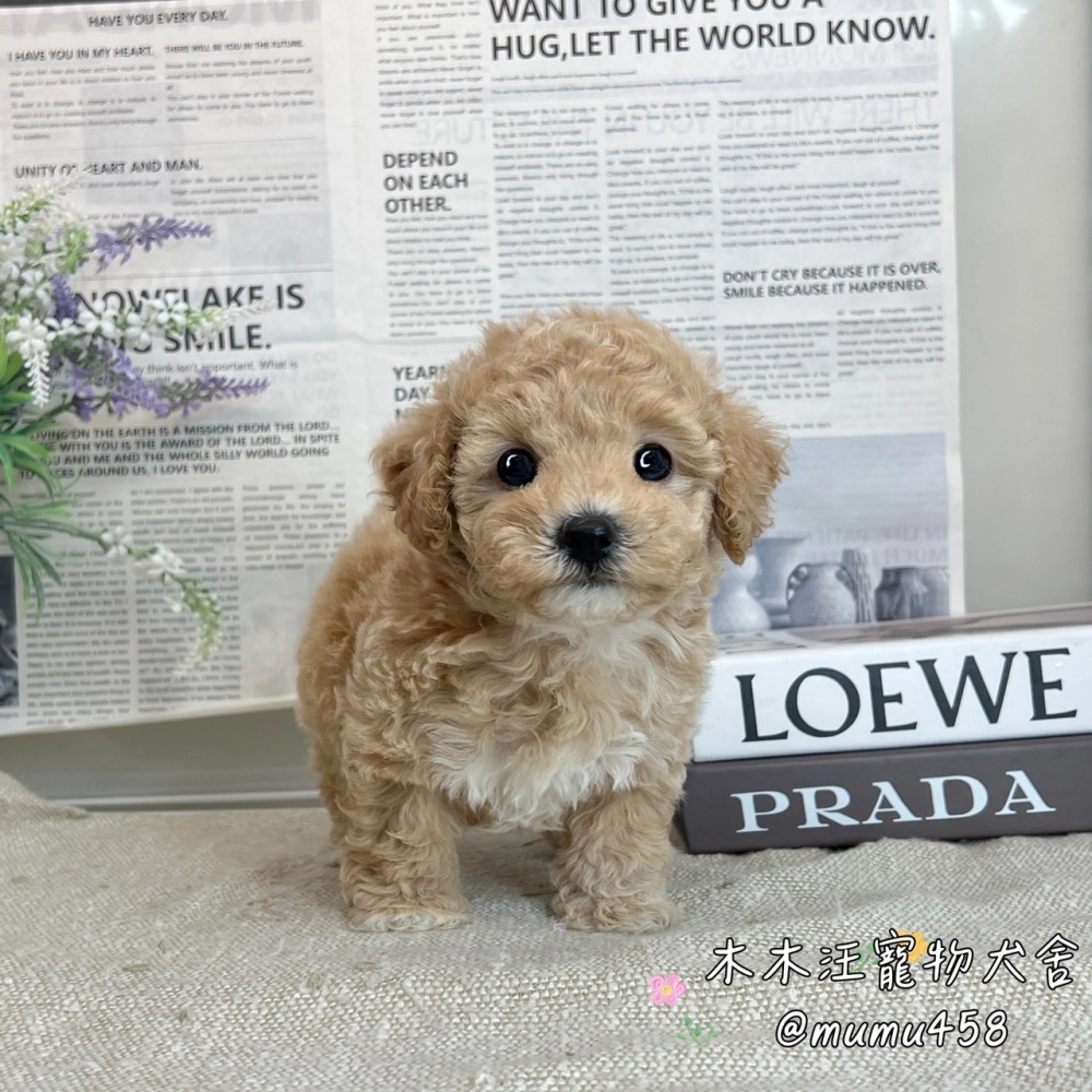 泰迪熊 奶油色(貴賓比熊)