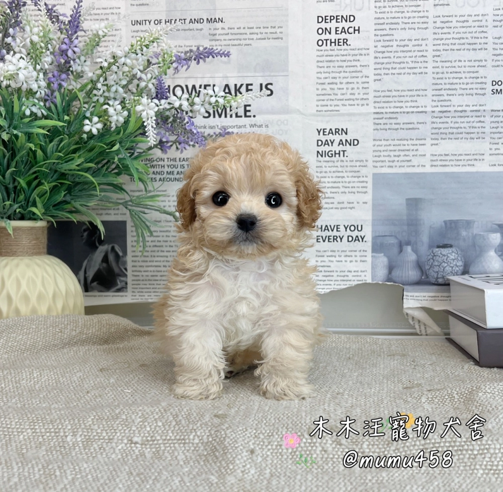 泰迪熊 奶油色(貴賓比熊)