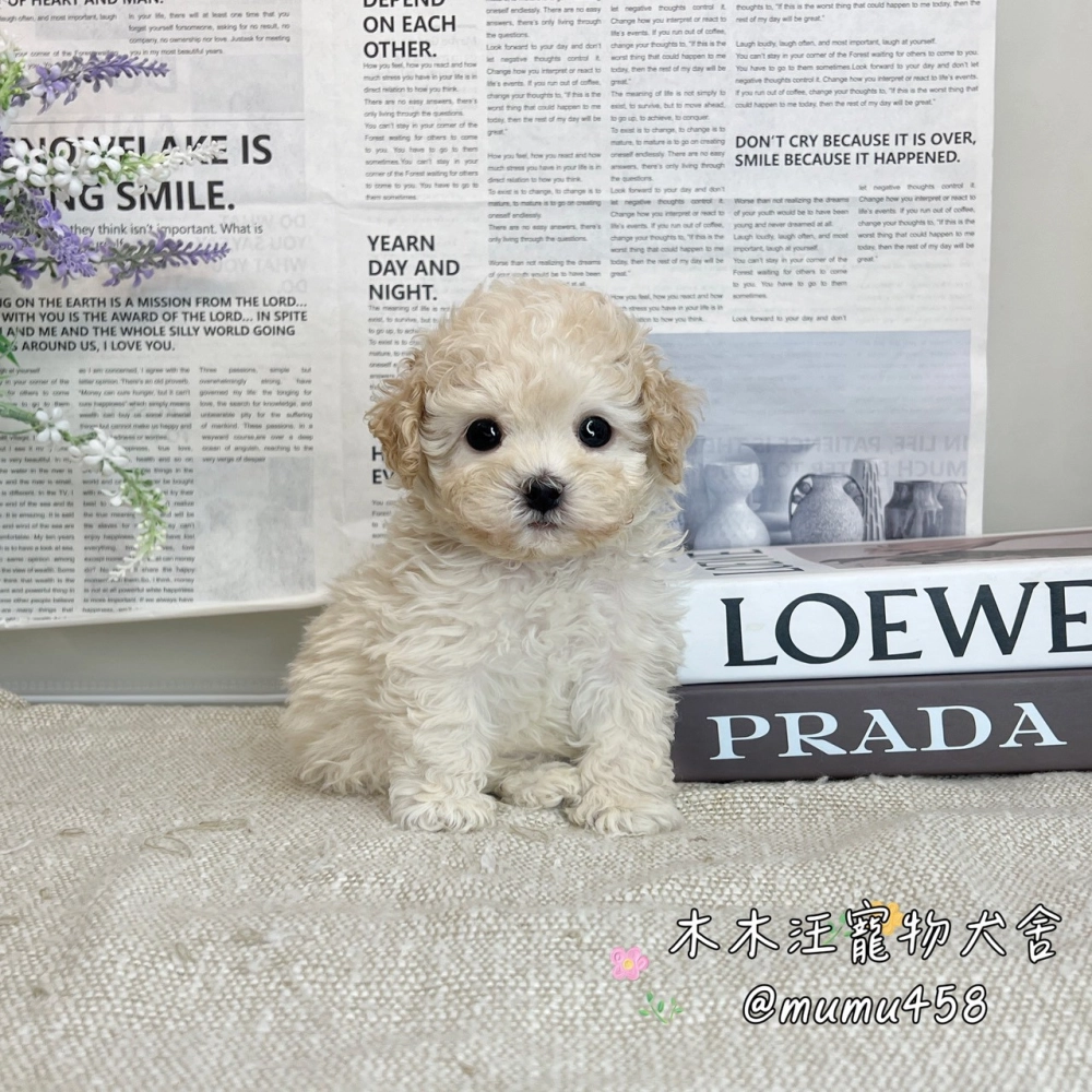 泰迪熊 奶油色(貴賓比熊)