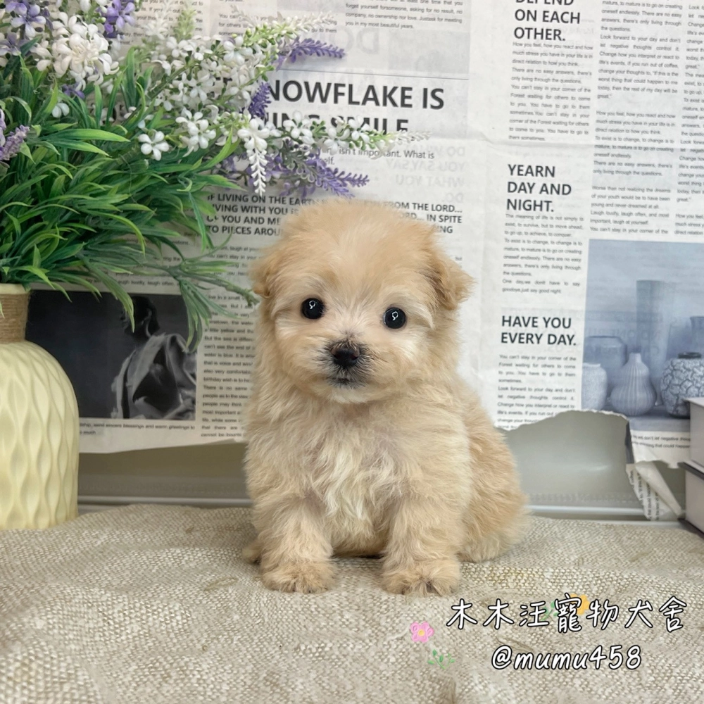 瑪爾泰迪(奶油色)