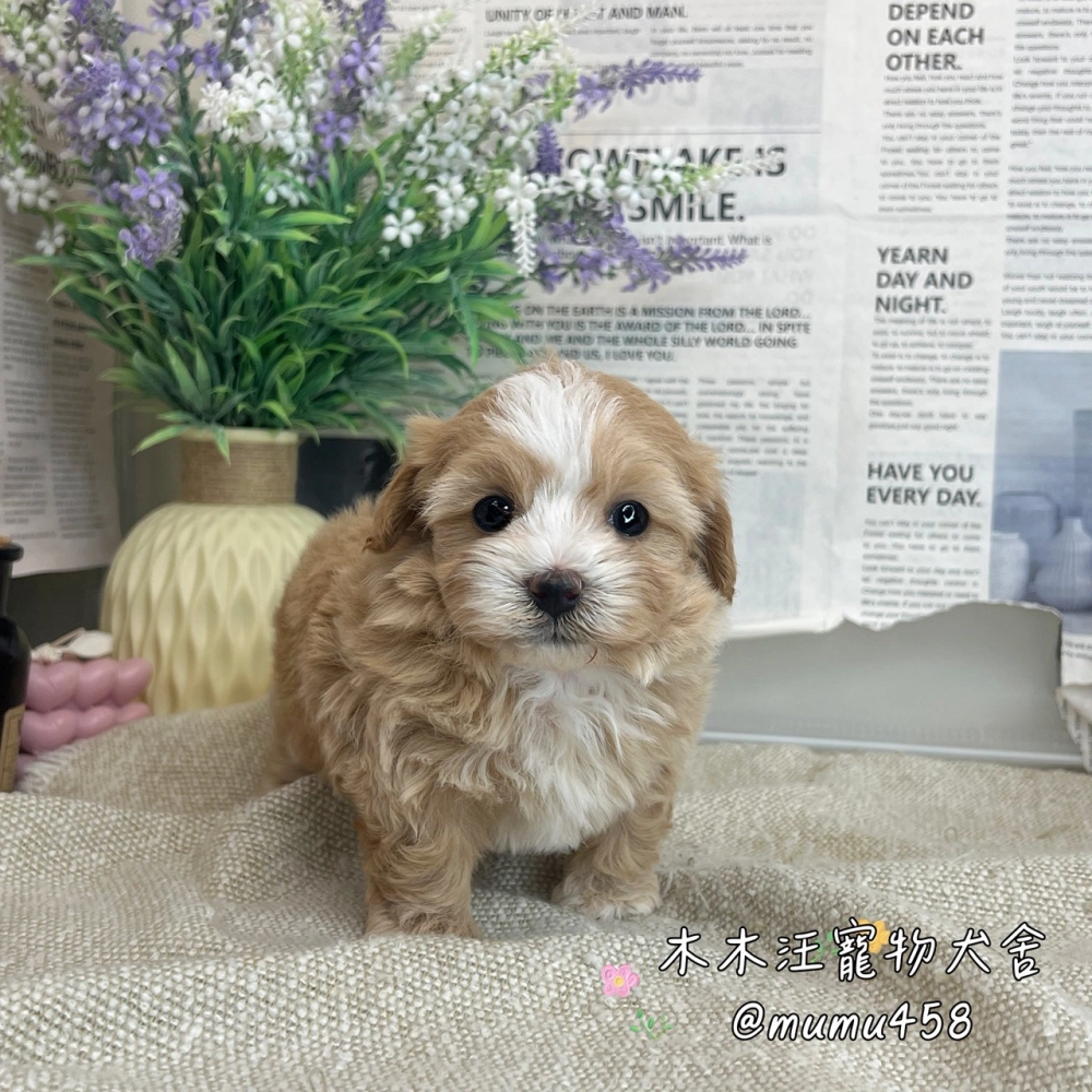 瑪爾泰迪(奶油白花色)