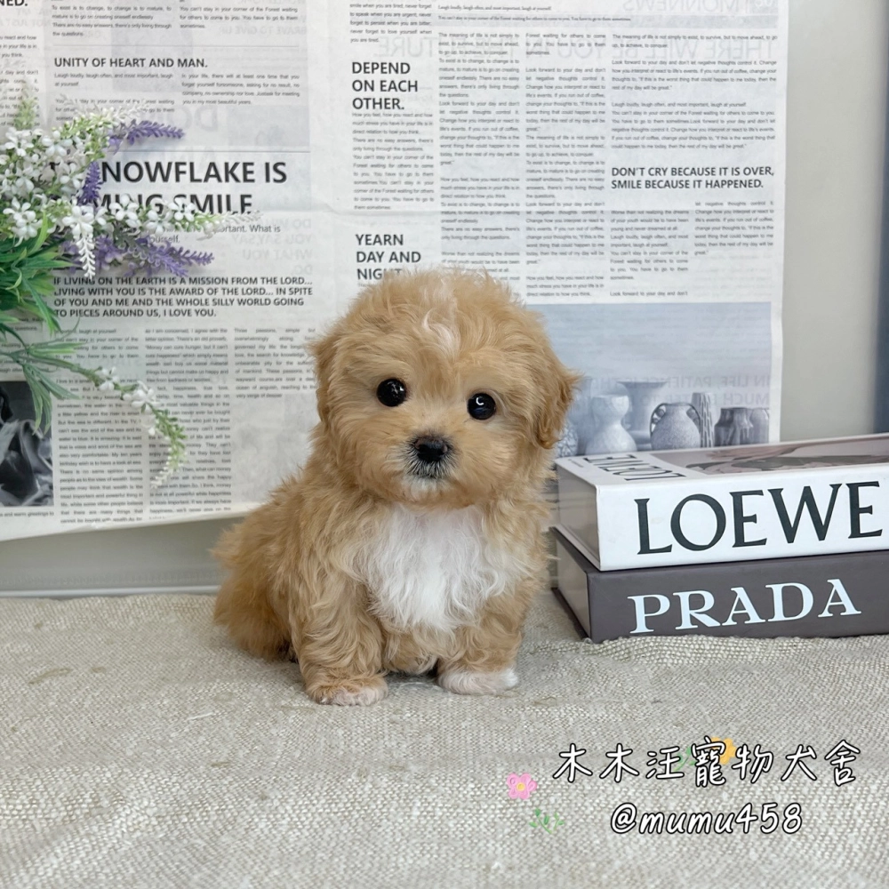 瑪爾泰迪(奶油白花色)