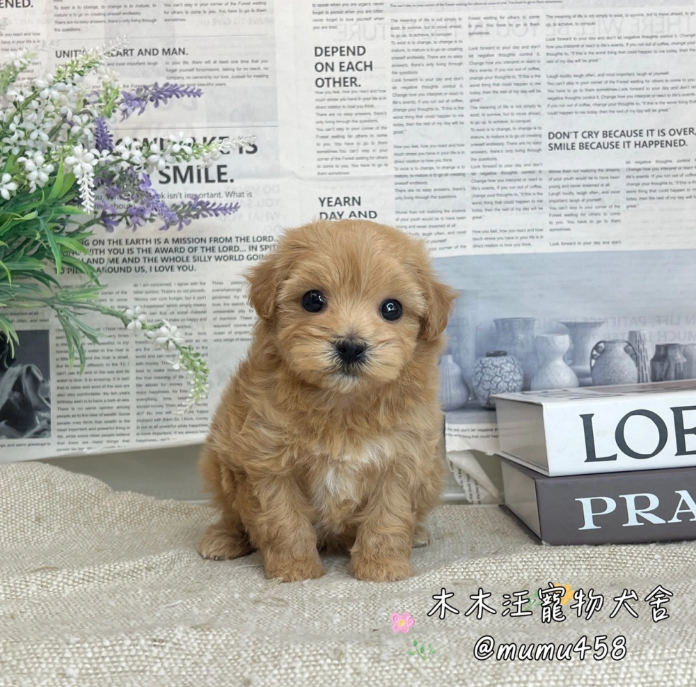 瑪爾泰迪(奶油色)