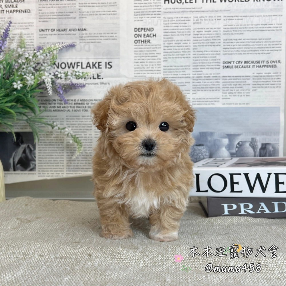 瑪爾泰迪(奶油色)