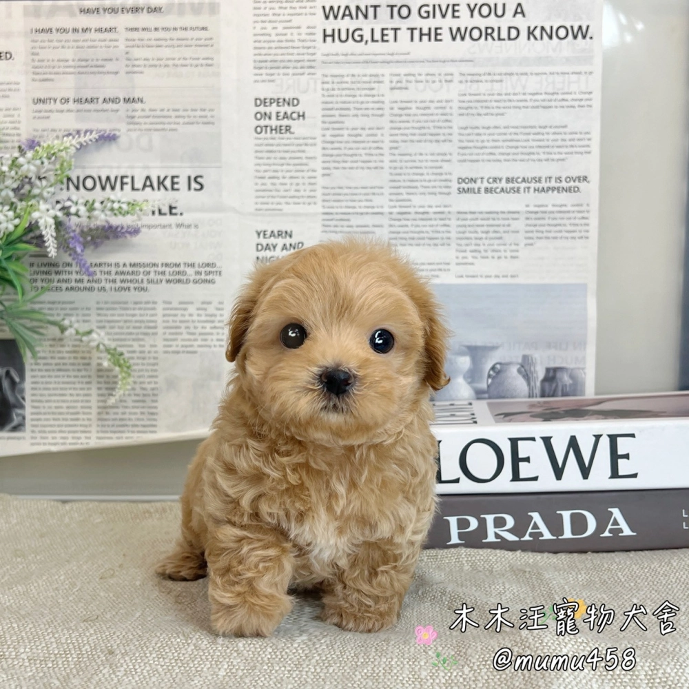 瑪爾泰迪(奶油色)