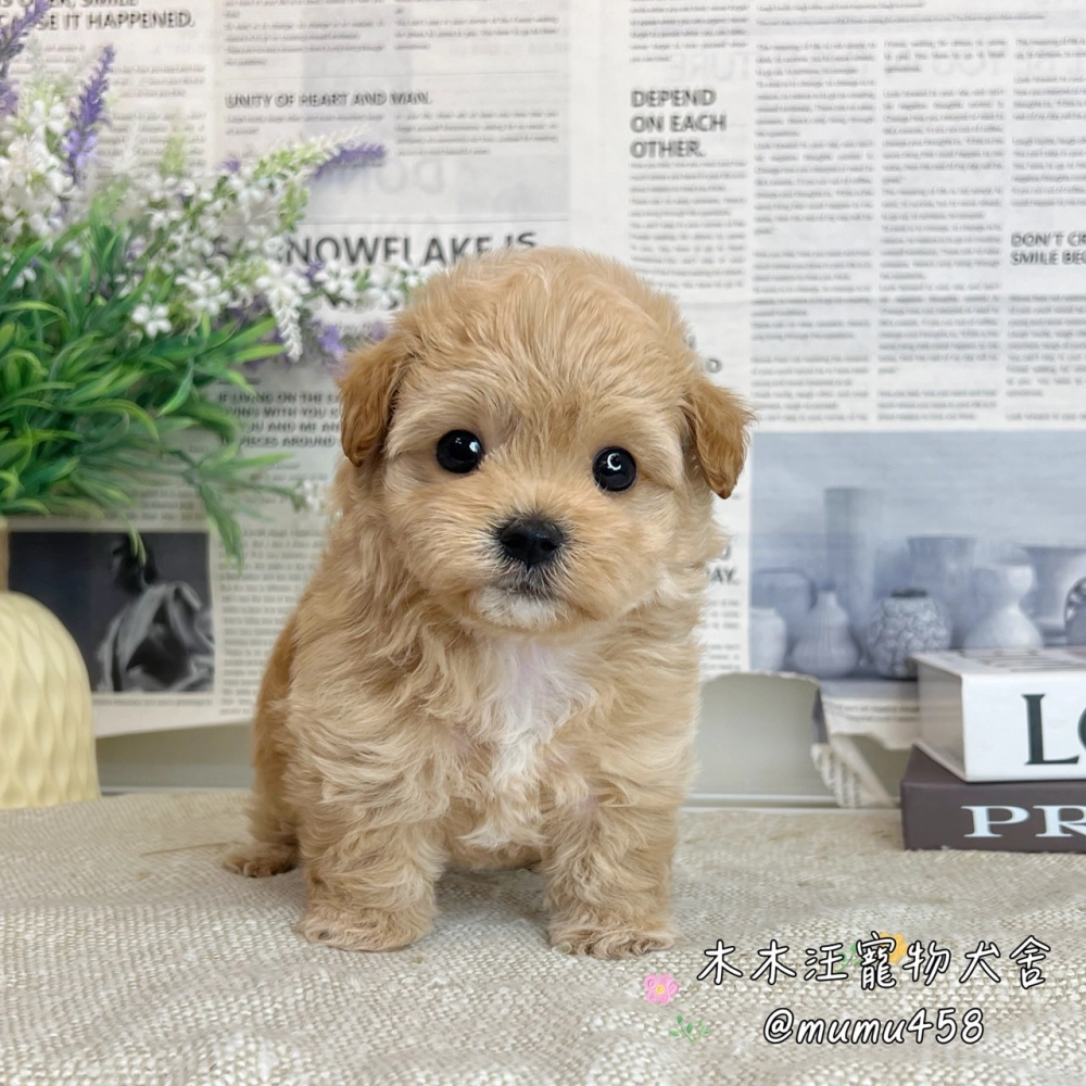 瑪爾泰迪(奶油色)