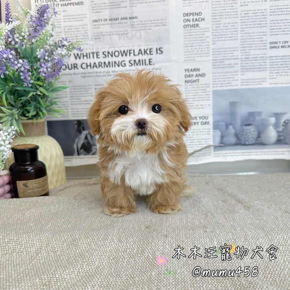 瑪爾泰迪(奶油色)