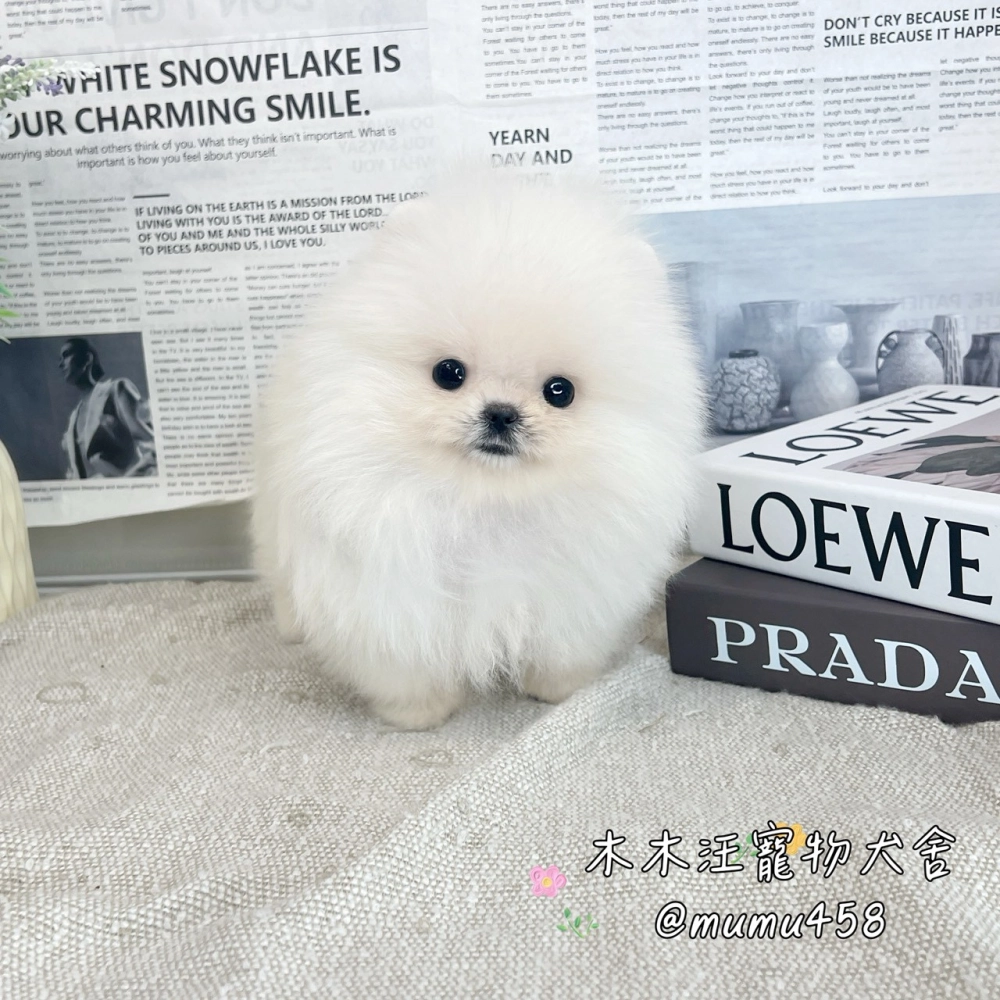 松鼠博美(白色)