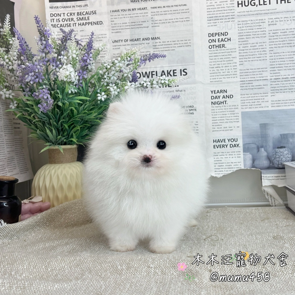 松鼠博美(白色)