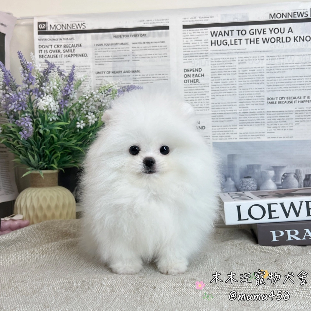 松鼠博美(白色)