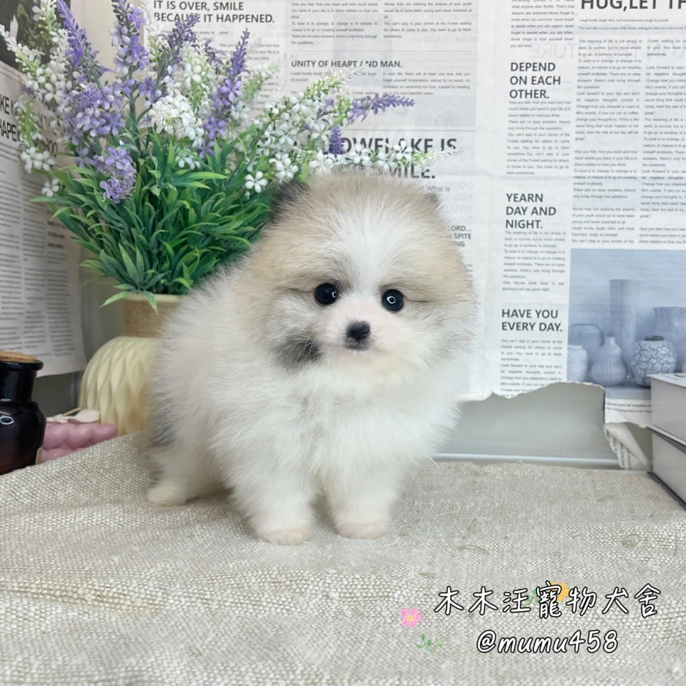 松鼠博美(灰白花色)