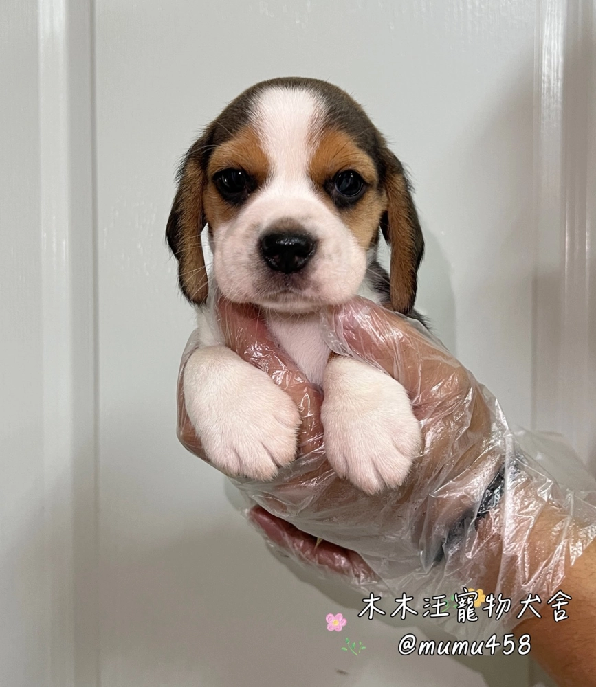 米格魯(黃黑白)