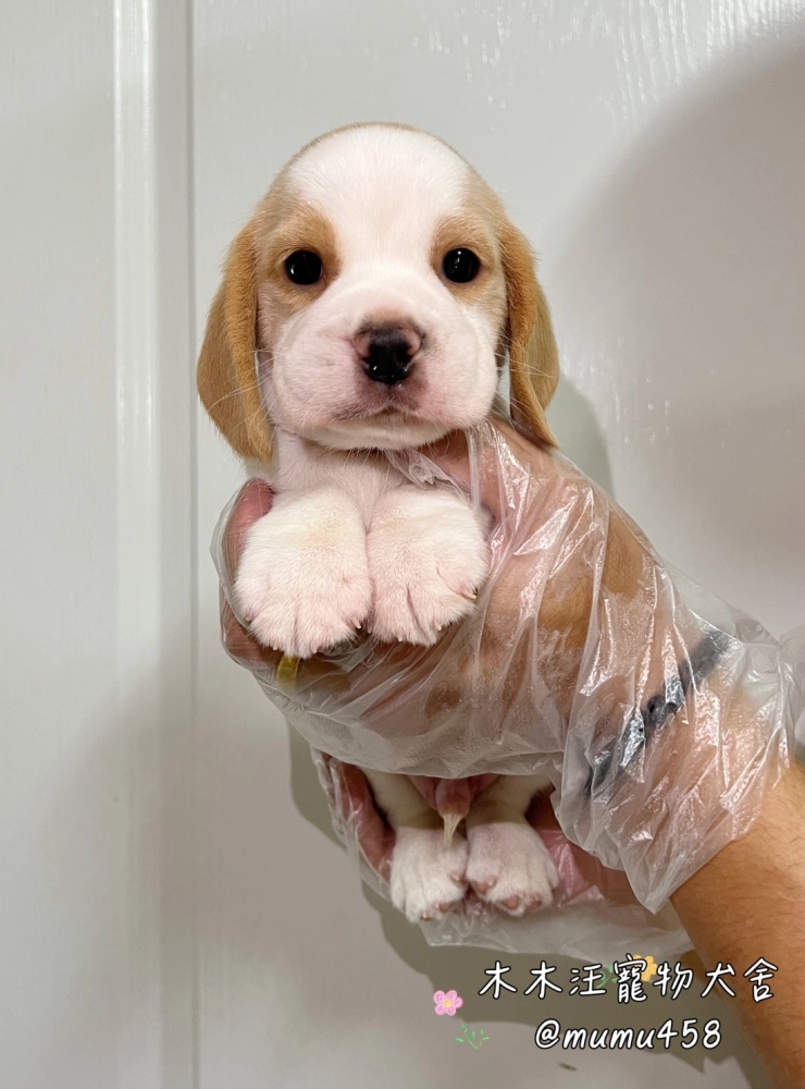 米格魯(檸檬色)