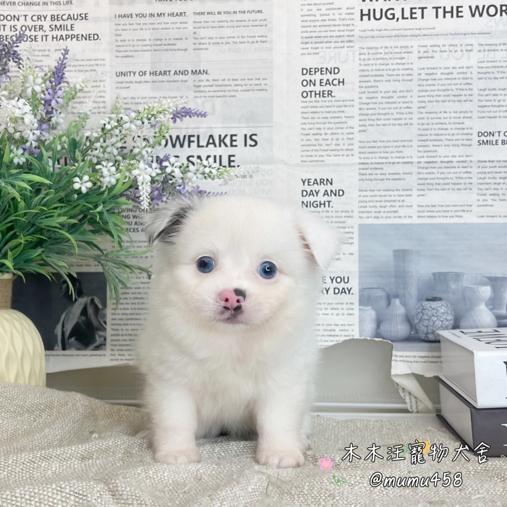 長毛吉娃娃(大理石)