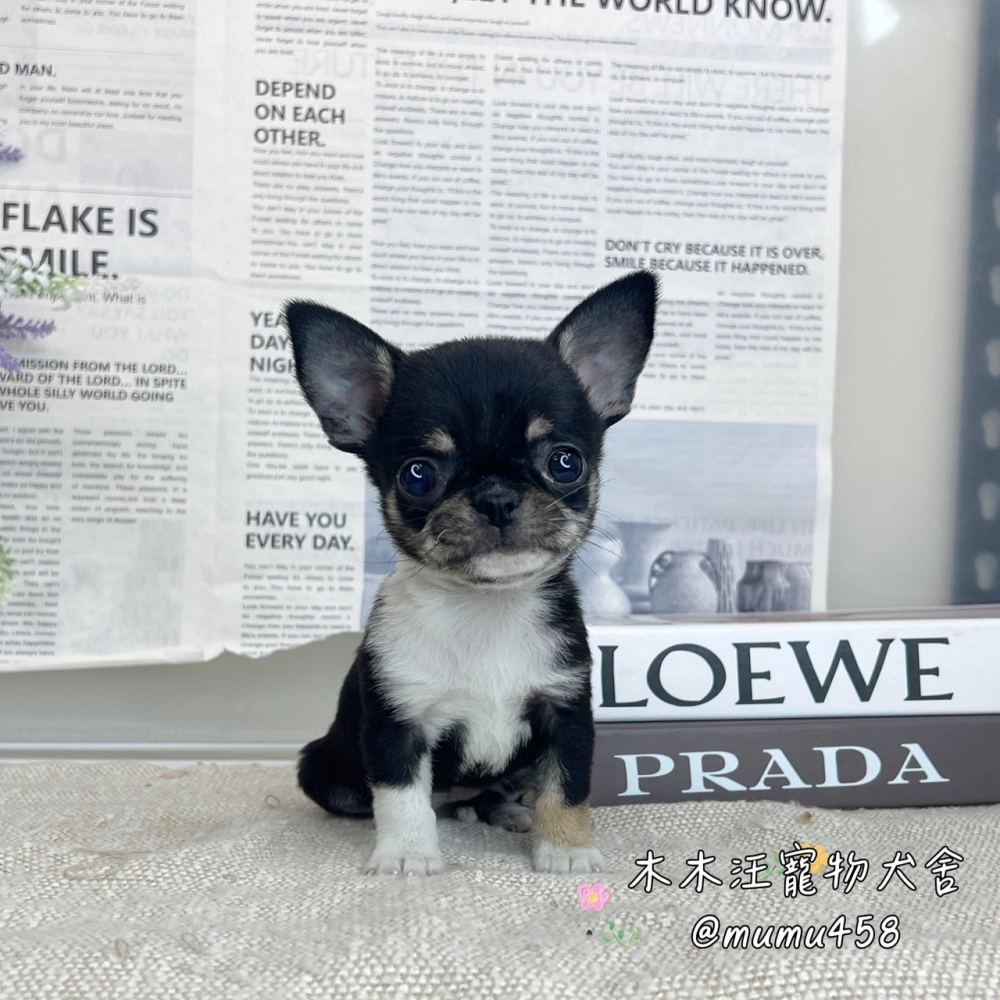 短毛吉娃娃(黑四目)