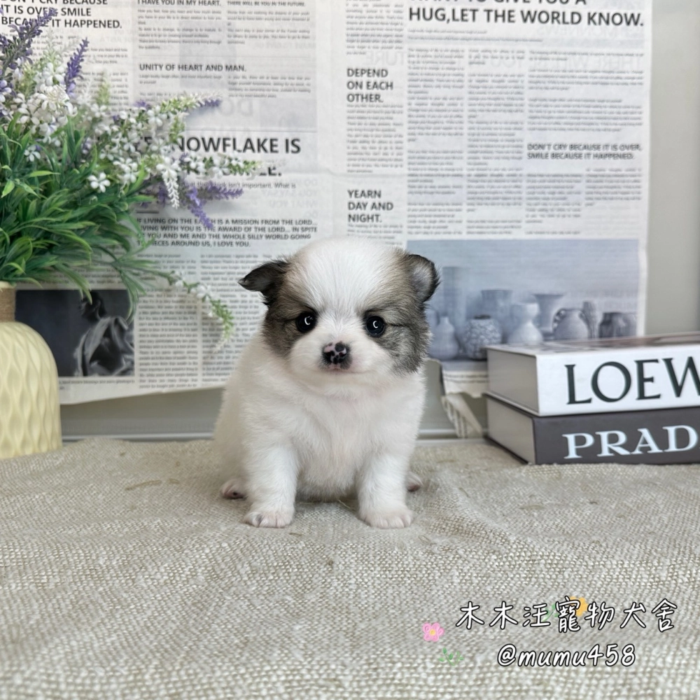 長毛吉娃娃(奶油白)