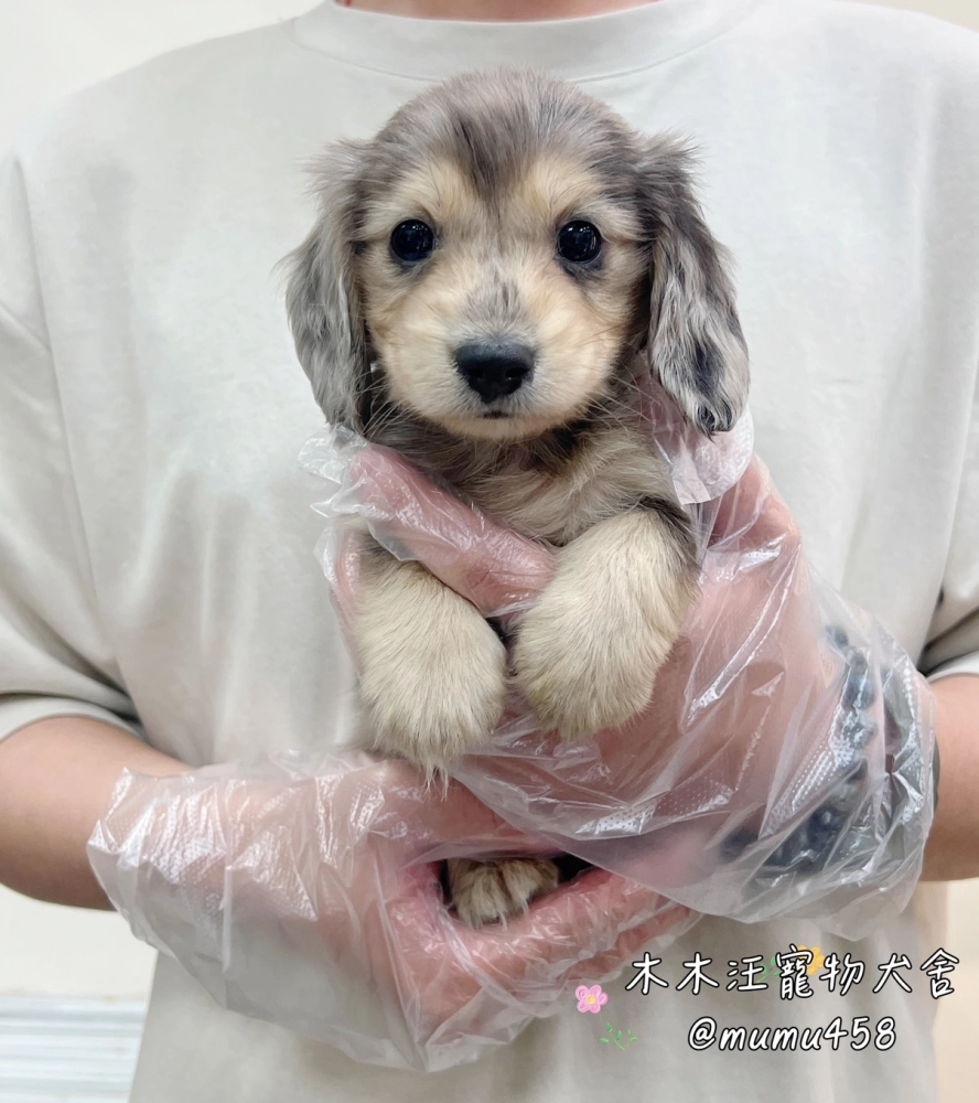 長毛臘腸(黑大理石)